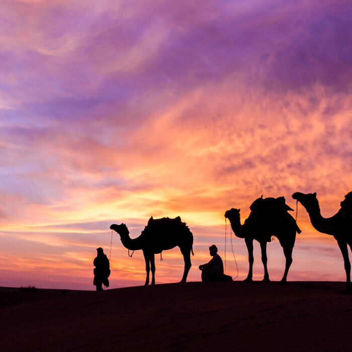 Image shows camels in the Saudi desert at sunset