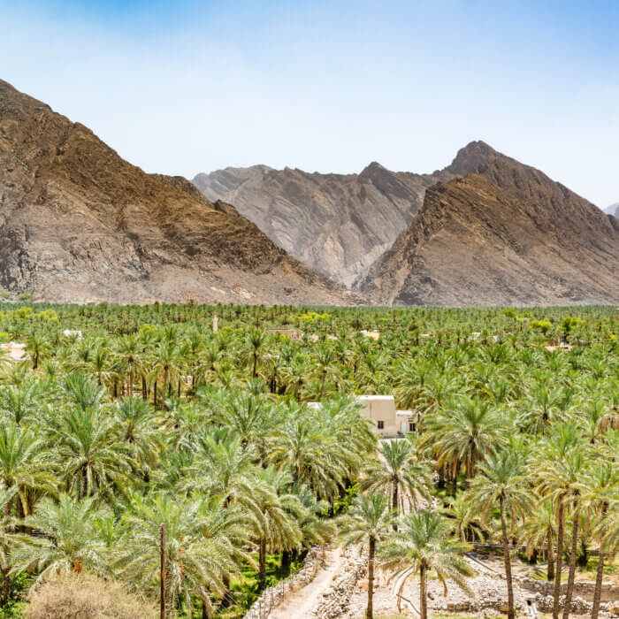 View of date palms in Oman