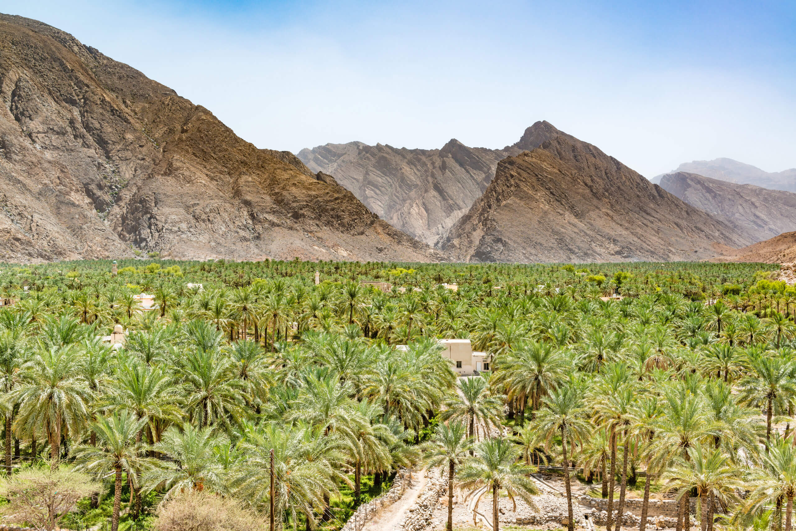 View of date palms in Oman